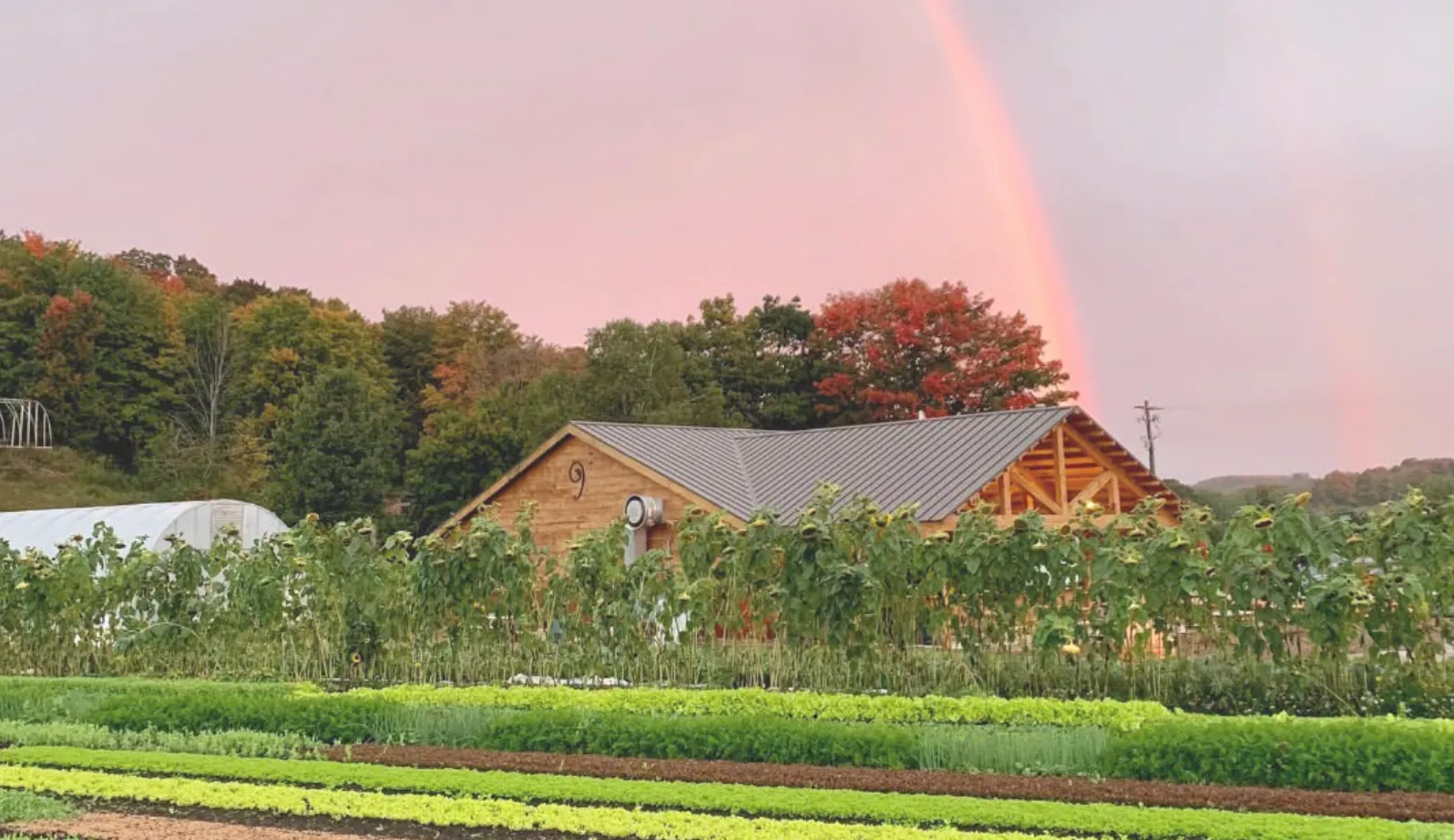 The 9 Bean Rows farm building in Suttons Bay under a rainbow, with sunflowers and rows of greens in front