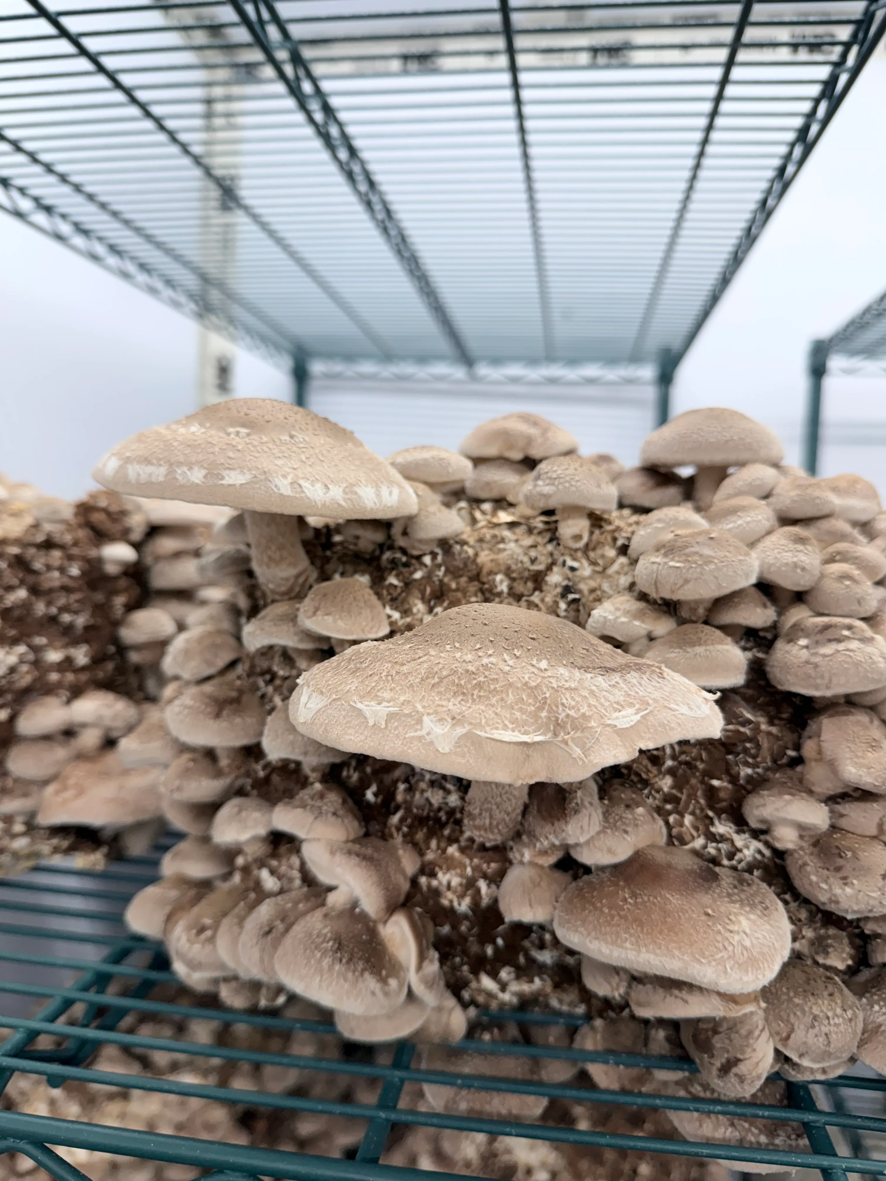 Shiitake mushrooms fruiting from grow blocks on wire shelving in an Opalcap grow room